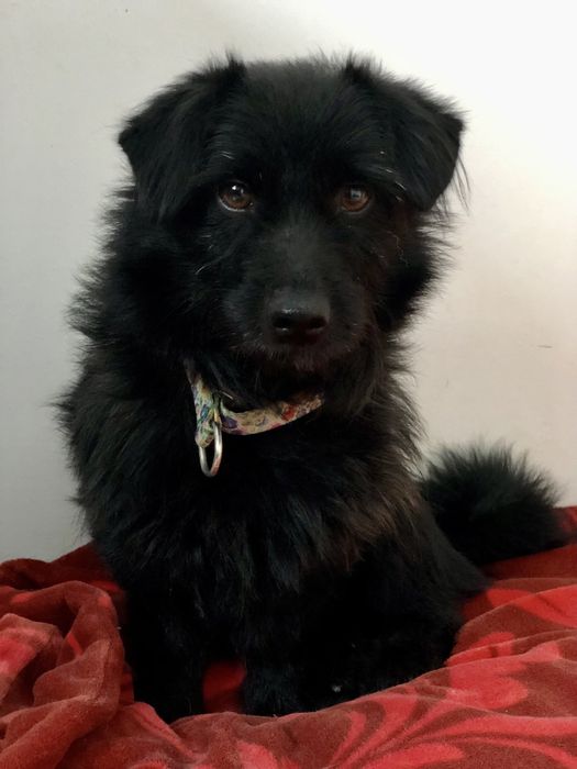 Fado czeka na najlepszy dom