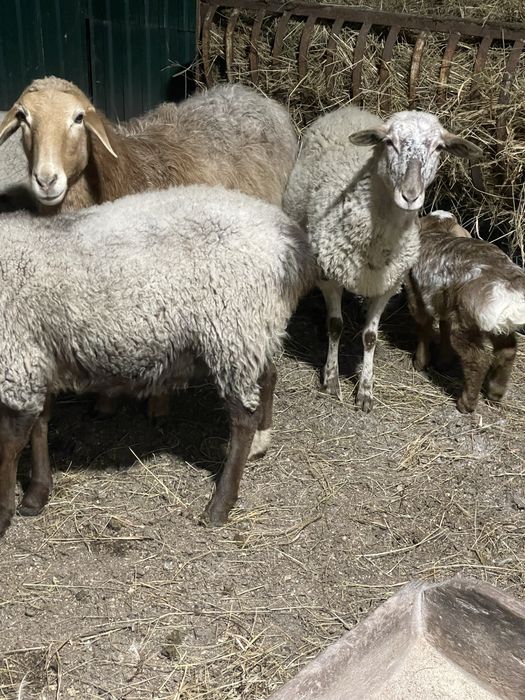 Вівці кітні є курдючні. Чотири вівці з малими