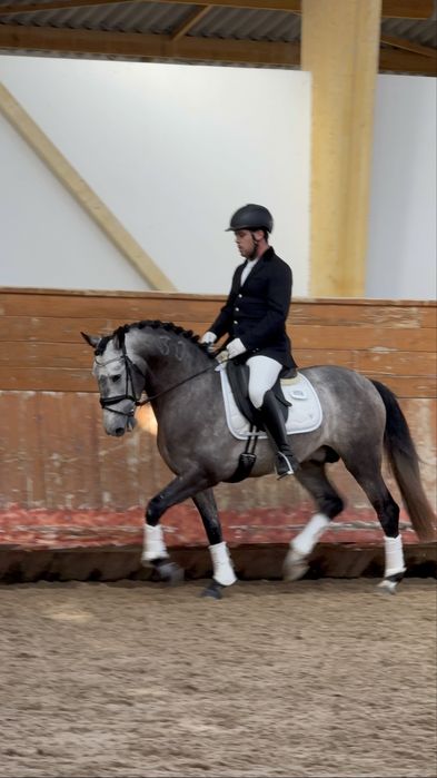 Cavalo Lusitano Puro,  Veiga !