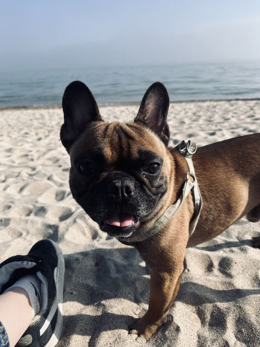 Французский бульдог на вязку (Одесса, Поскот)