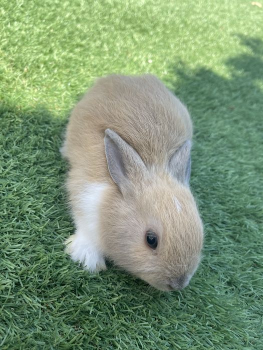 Coelhos mini toy