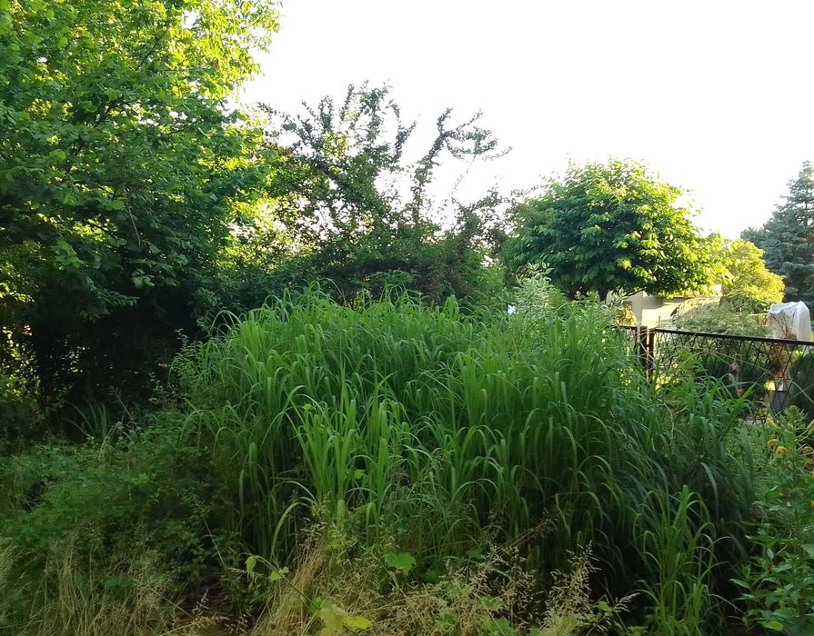 Oddam Trawy Ozdobne, Winorośl  oraz inne rośliny _za darmo_Krzeszowice pod Krakowem