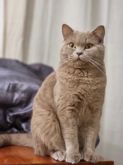 В'язка шотландець