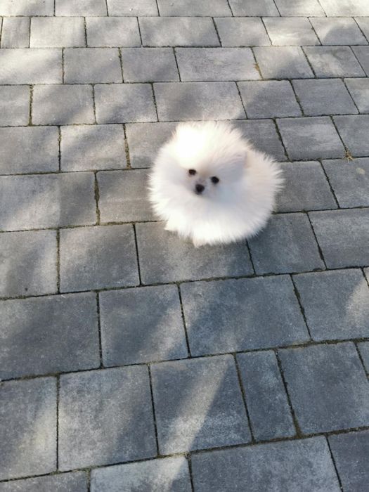 Szpic miniaturowy suczka