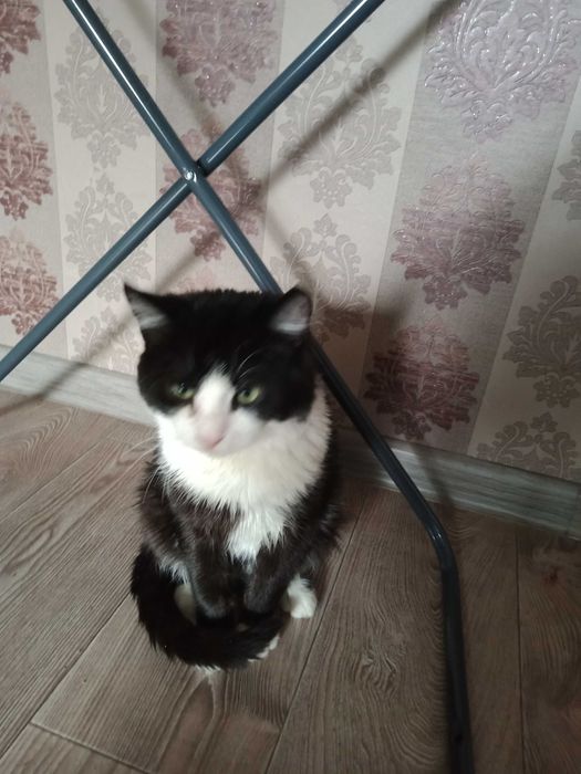 Віддам котика в хороші руки