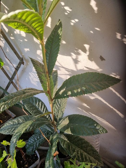 Plantas  nespereira