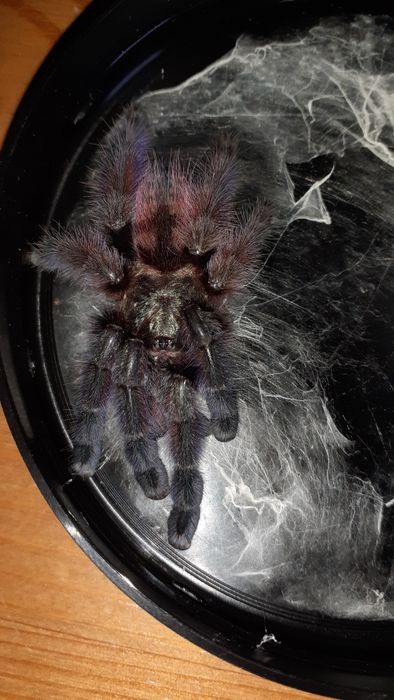 Caribena versicolor samiec l8 / L9