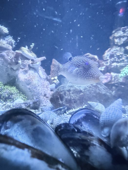 Canthigaster Solandri