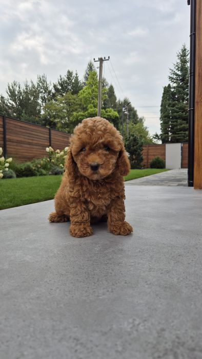 Poodle, пудель, дівчина,  female.  Доставка є всюди