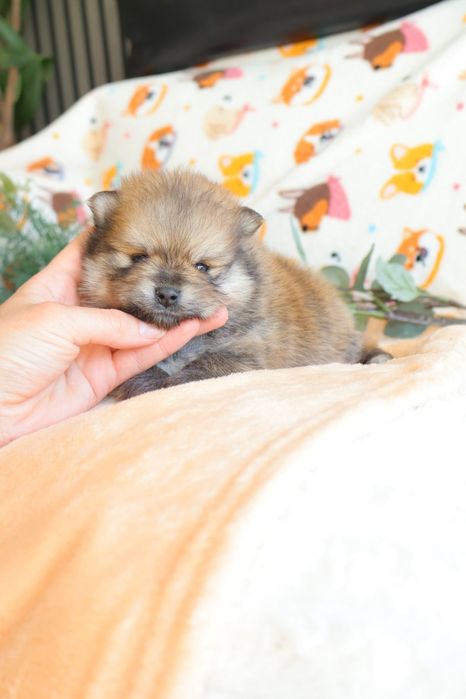 Lulu da Pomerânia.   Mini. Com Lop e Afixo . Black tan. Russo.