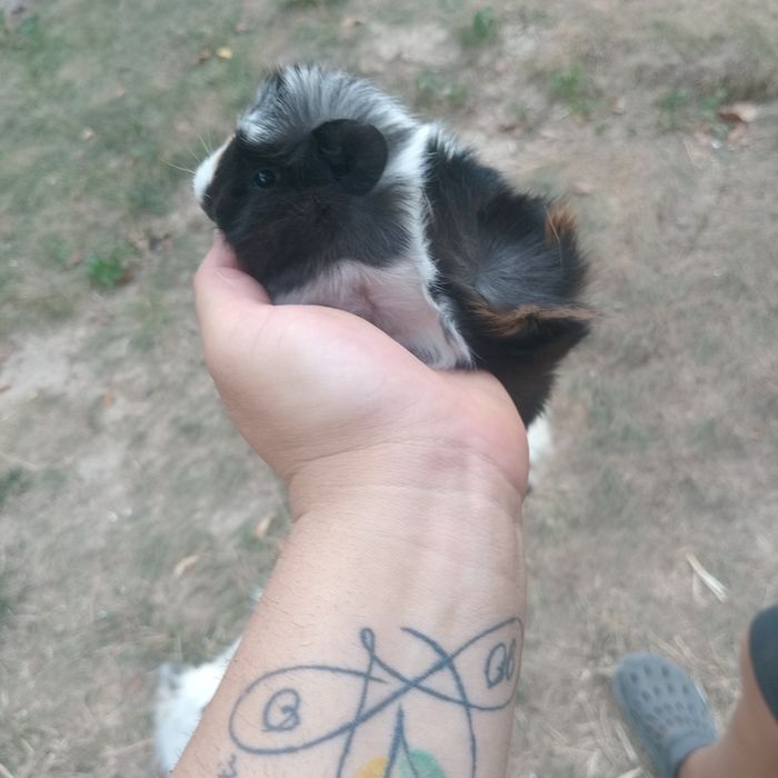 Морські свинки, розеточки, морская свинка