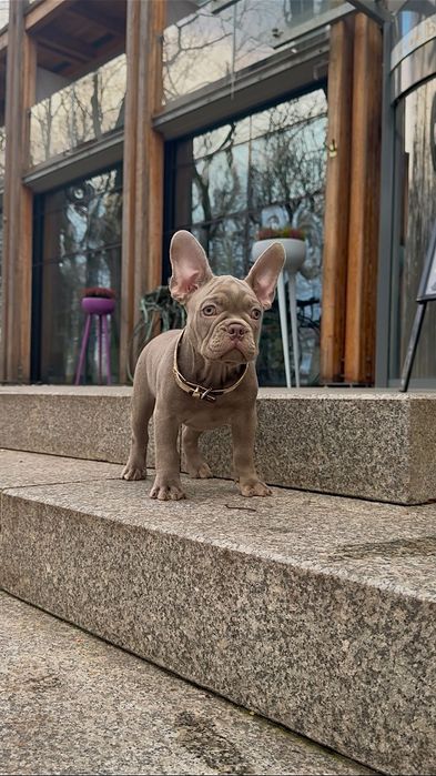 Buldog Francuski chłopak New shade Isabella