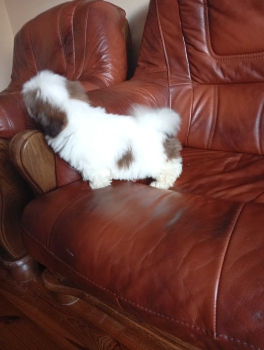 Suczka shih-tzu z genem czekoladowym