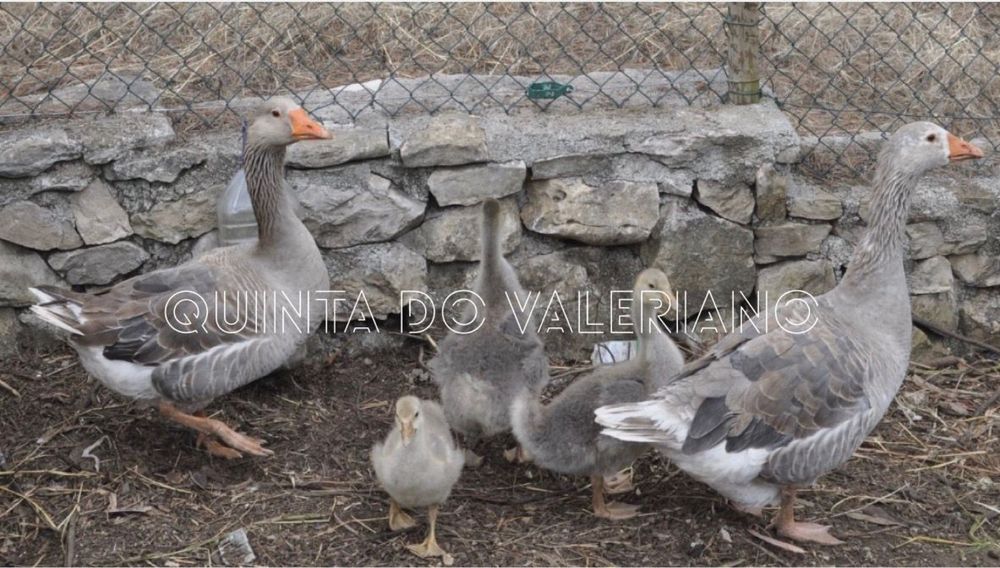 Tenho para venda ovos galados de peru/fracas/gansos