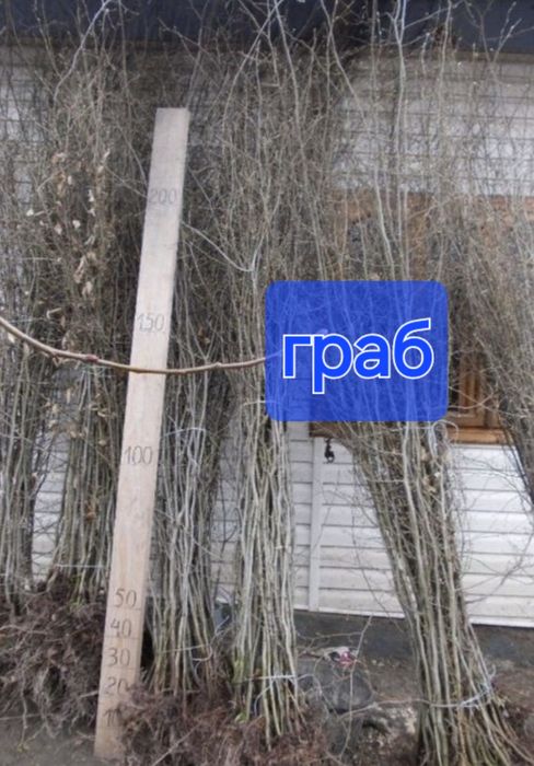 Саженці вяз/бук/граб/клен/береза/липа/черемха/дуб