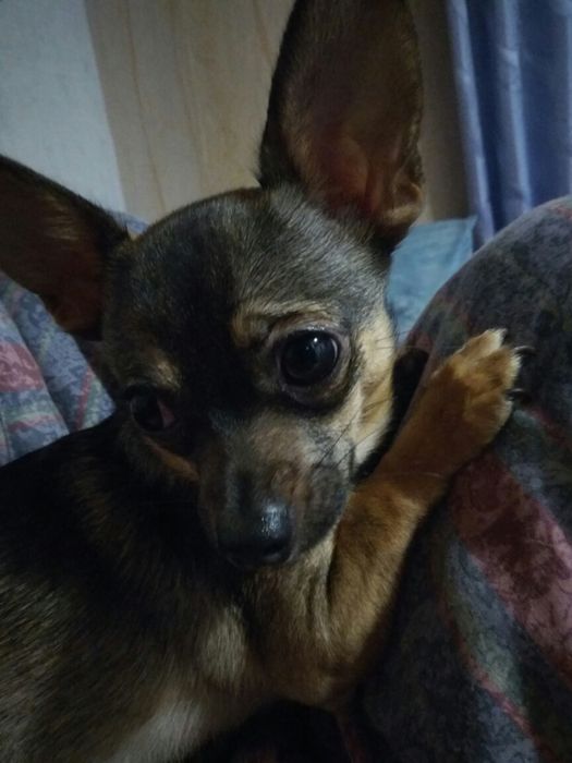 Ищу невесту чихуахуа Дир мини .