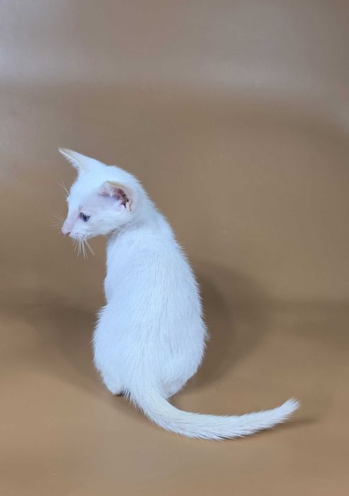 Ориентальный котенок сиамский красный мальчик Draco