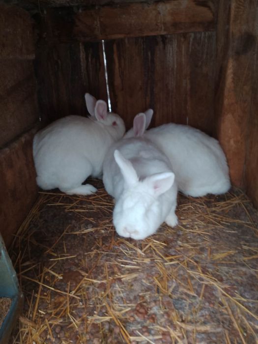 Sprzedam samice srokacze oraz nowozelandzkie białe