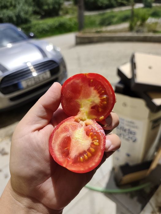 Tomate biológico