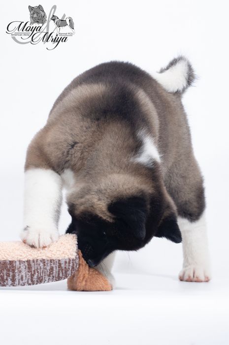 Американська акіта/  Американская акита/ American akita