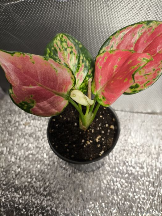 Аглаонемы Cherry Bady, розовая,