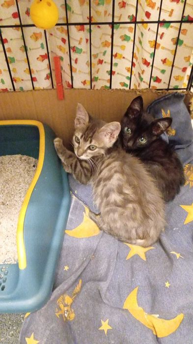 Gatos bebé para adoção consciente