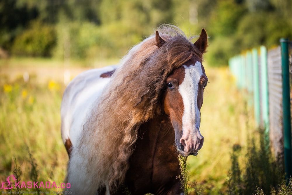 Likwidacja stada koni Gypsy Cob | nie tinker