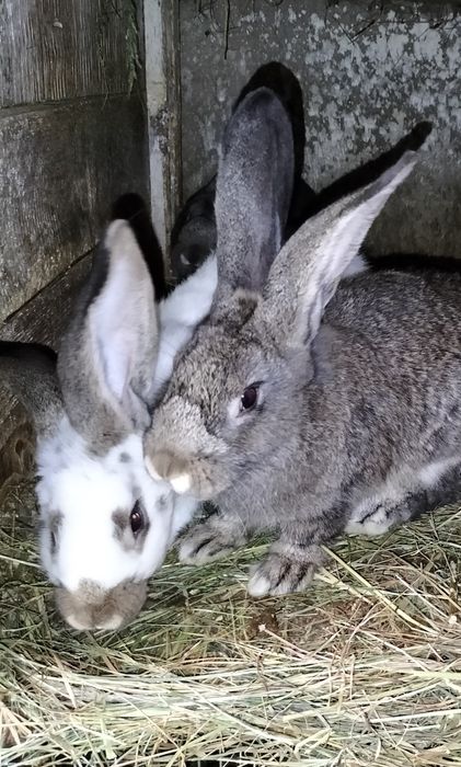 Гарні кролики, кролиці