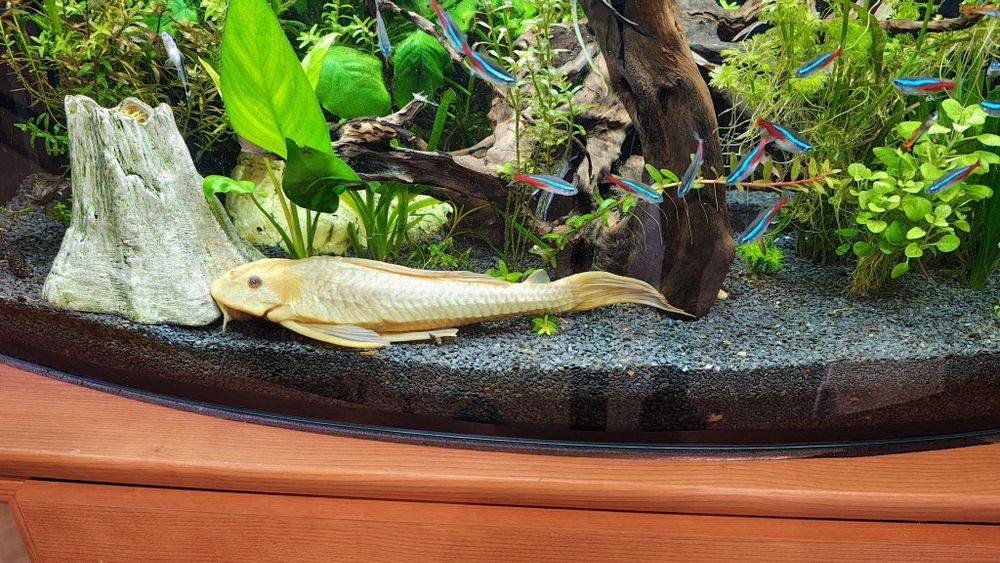 Zbrojnik złoty 27 cm