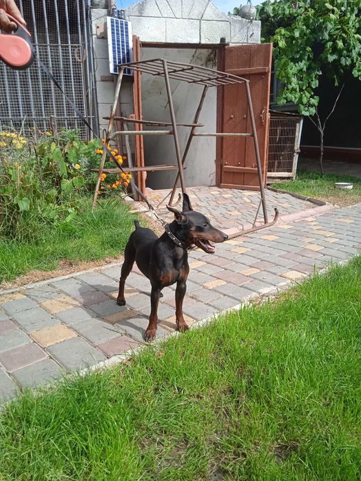 вязка цвергпiнчера