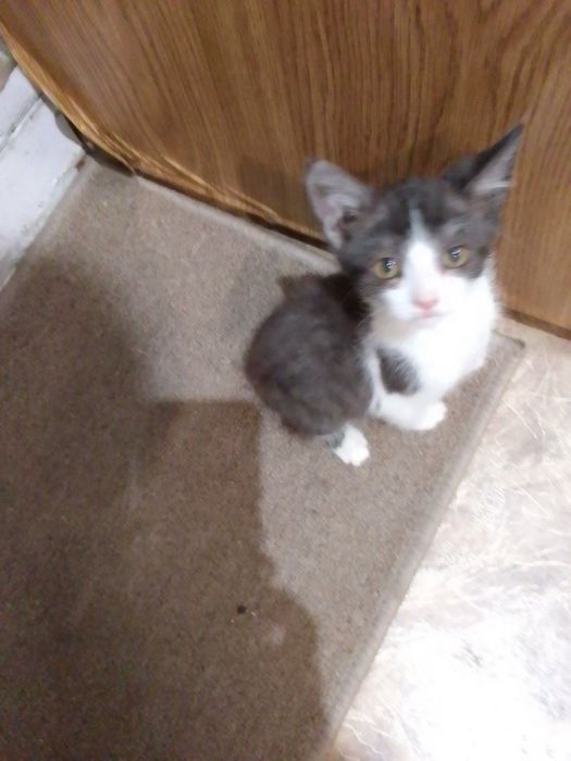 Маленькие котята