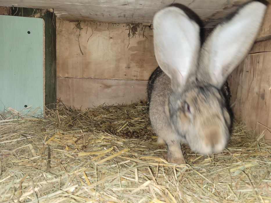 Krolik samica belgijski