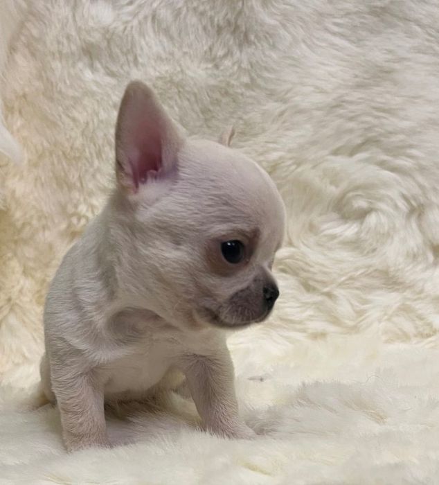 Мальчик чихуа  продажа