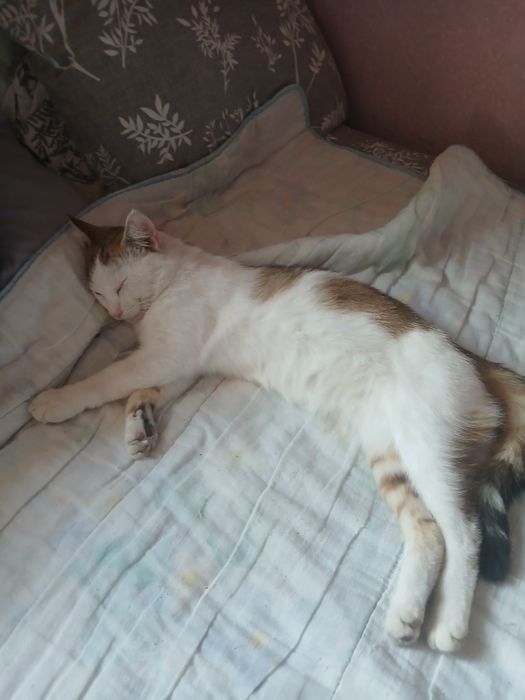 Пропав кіт. Допоможіть