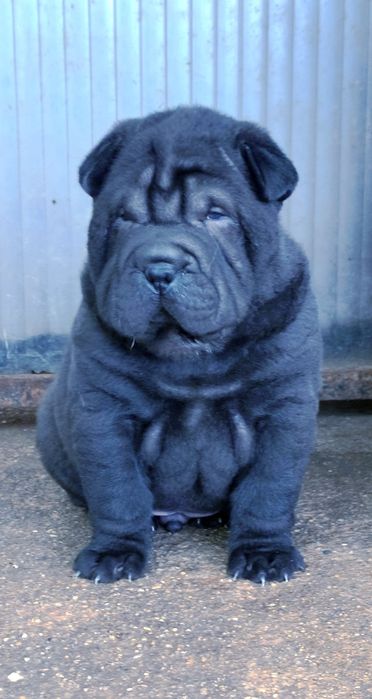 Shar pei.. bebes shar pei LOP Pedigree