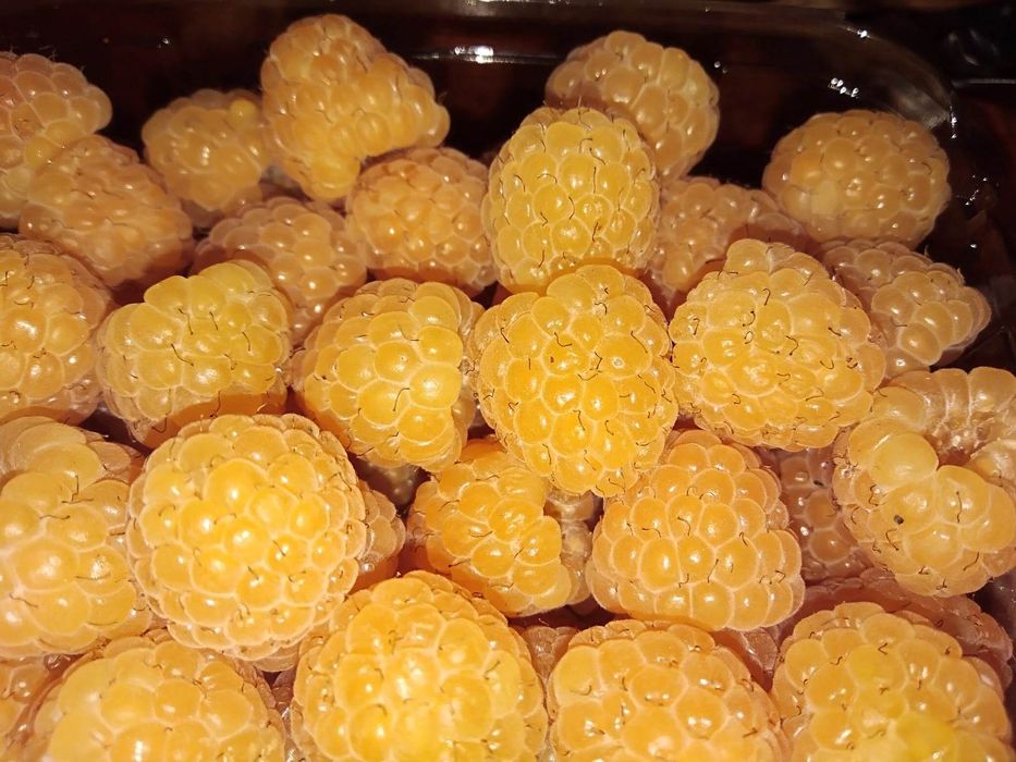 Vende-se framboesa vermelha