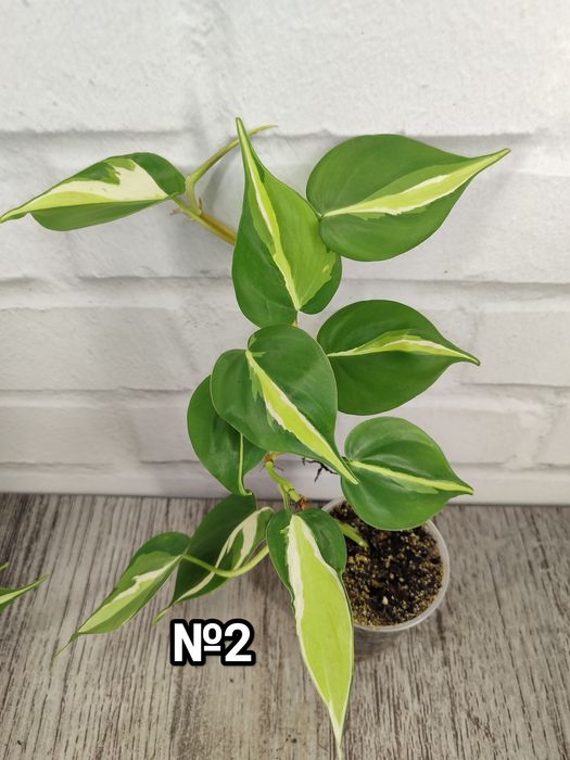 Філодендрон Бразіл, Скаденс, Лайм, Медіоптика