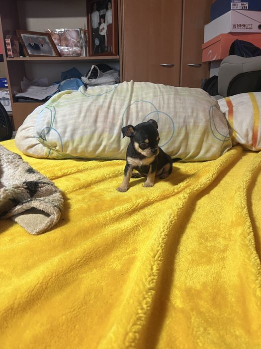 Chihuahua macho muito pequena cor