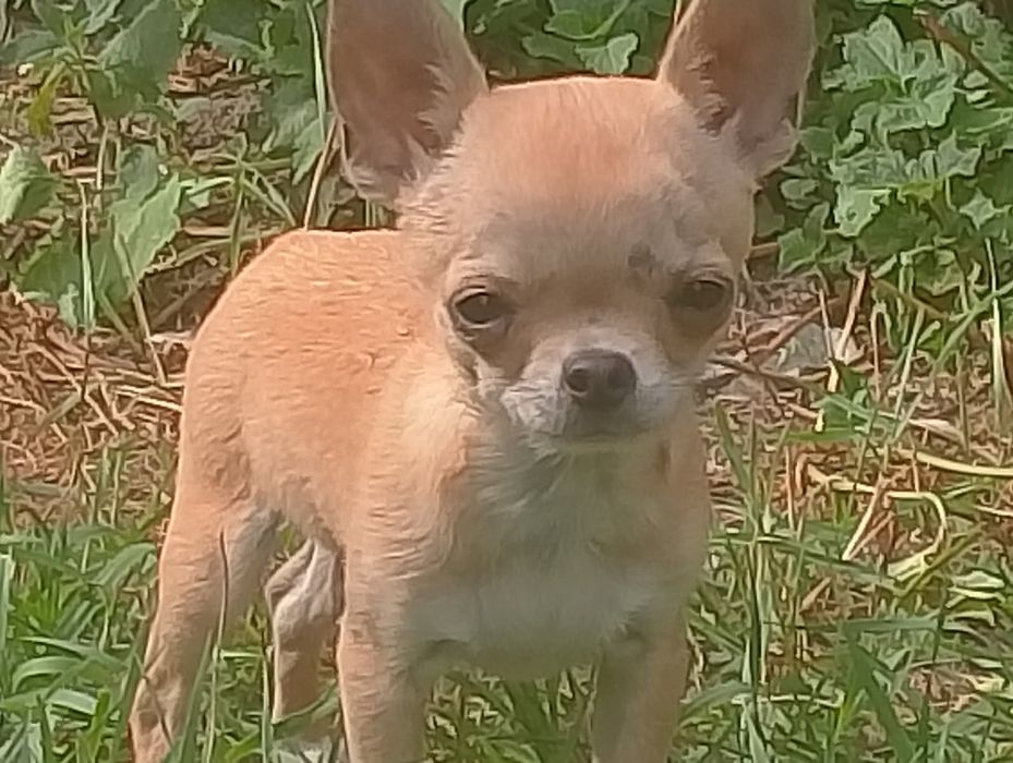 Chihuahua szczenięta sunia