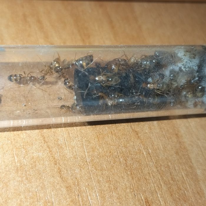 Mrówki Camponotus Maculatus Subnudus