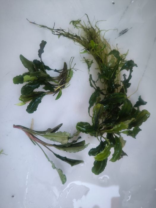 Bucephalandra bukit Kelam