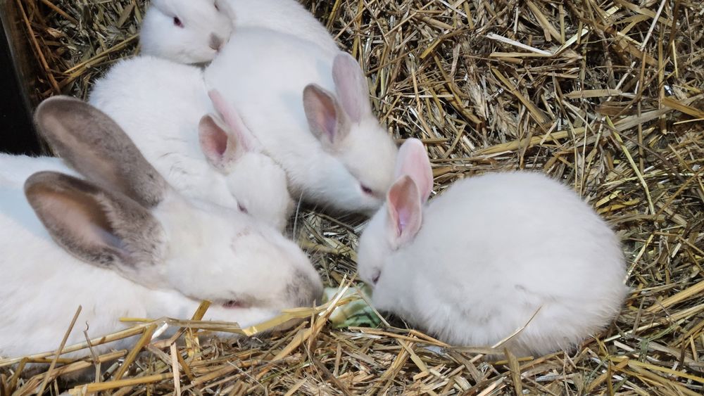 Króliki termondzki i kalifornijski