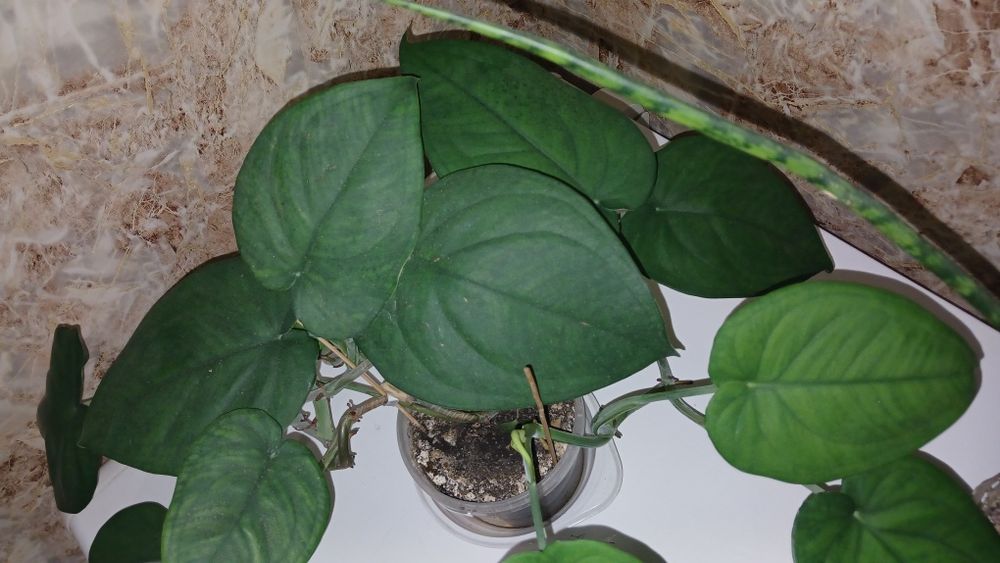 Великий вибір кімнатних рослин