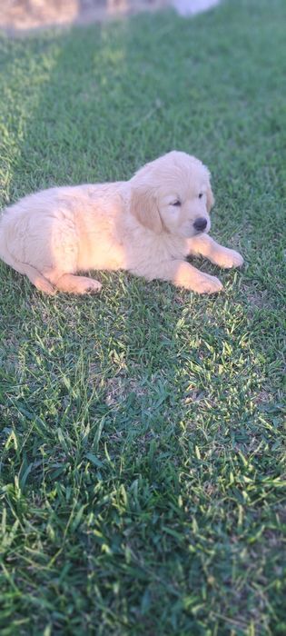 Golden retriever