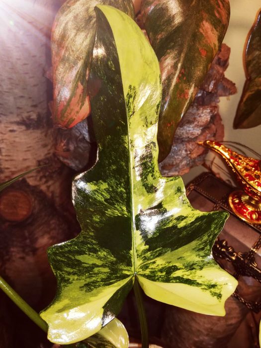 Philodendron Florida Beauty x MAYOI Variegata UNIKAT Monstera Filoden