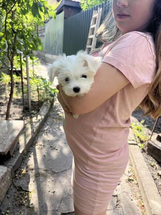 Мальтійська болонка. Мальтезе