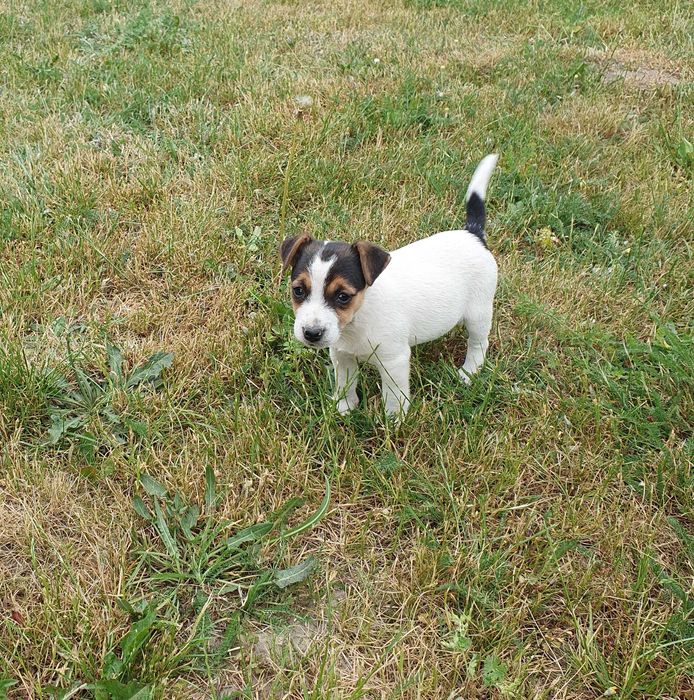 Jack russell terrier