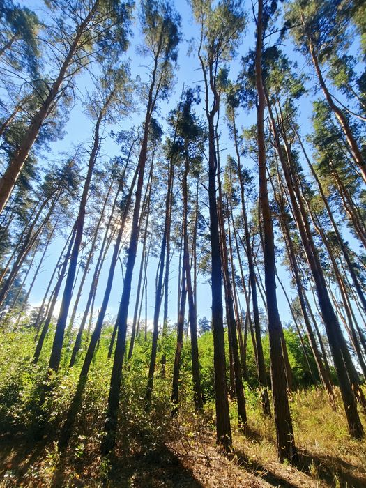 Продаж привабливої ділянки 15 соток під житлову забудову — с. Крячки