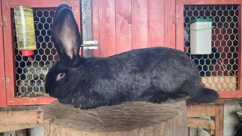 Belgijski  Olbrzym  Czarny  samica