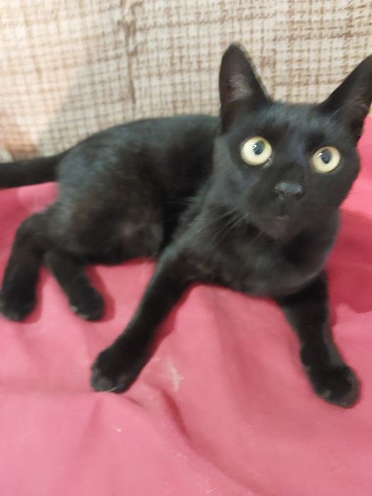 Oddam za darmo bezdomnego  2 letniego kocura po kastracji